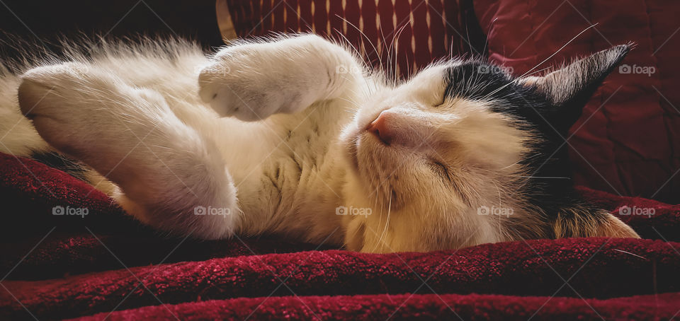 A cute cat taking a cat nap, on a red blanket.