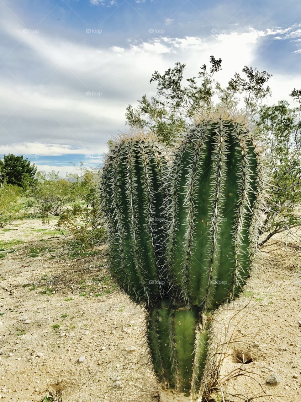 Siamese Cacti