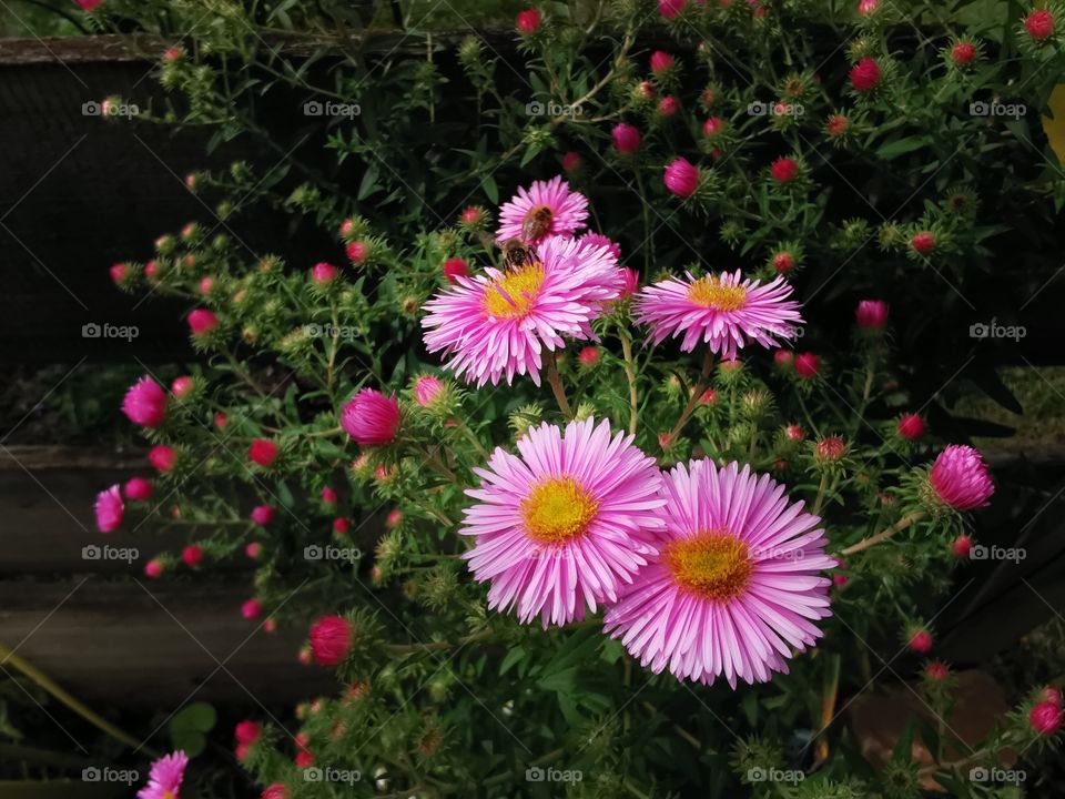 Autumn flower in the garden