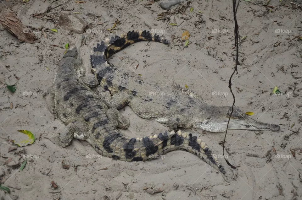 Crocs.