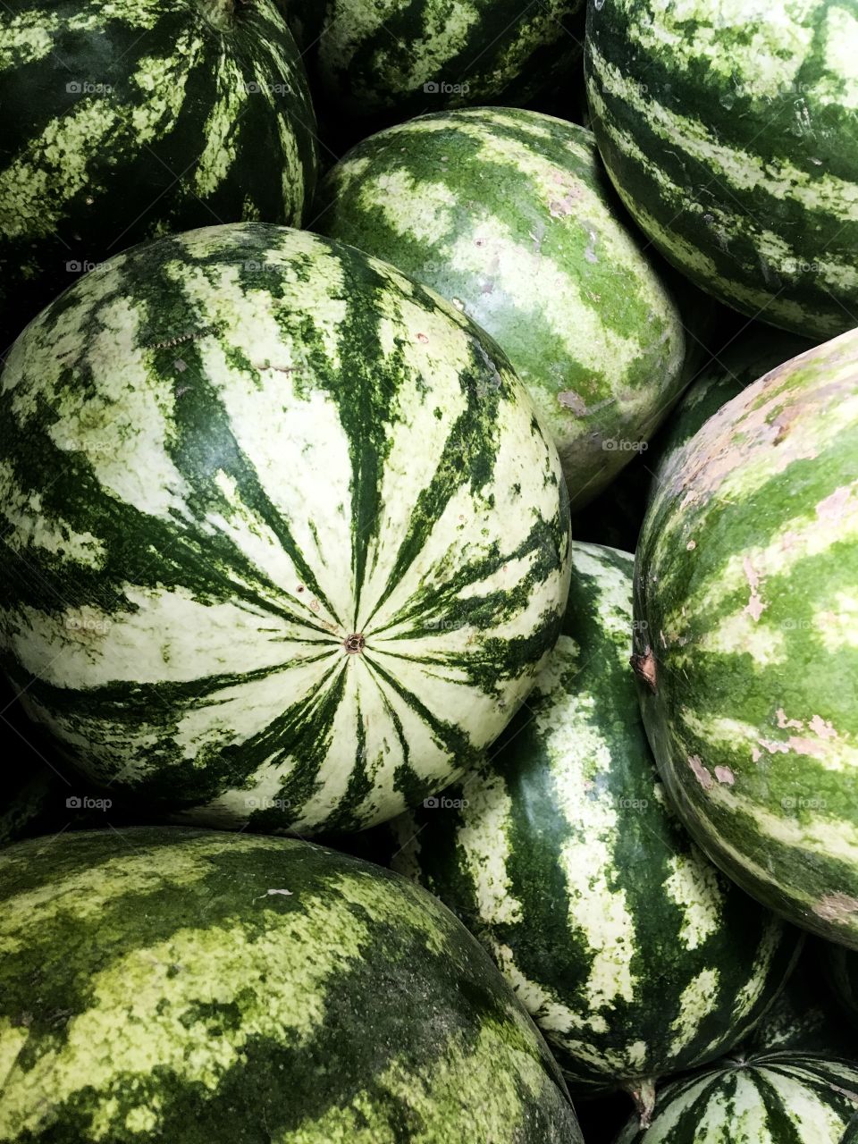 The watermelons. Green and white striped on the watermelons. Summer fronts. Fresh and healthy foods. Watermelon background. 