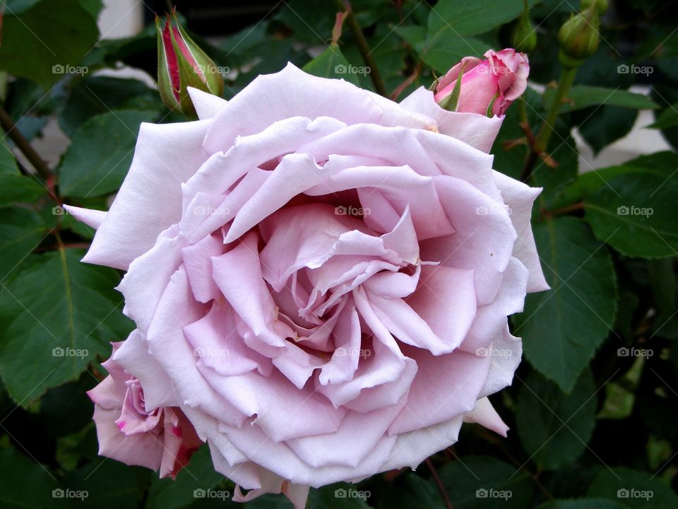 Closeup of a flower. Closeup of a pink rose