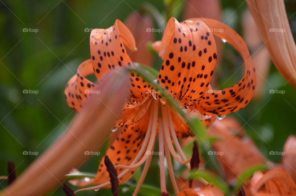 Princess Tiger Lily... ❤️