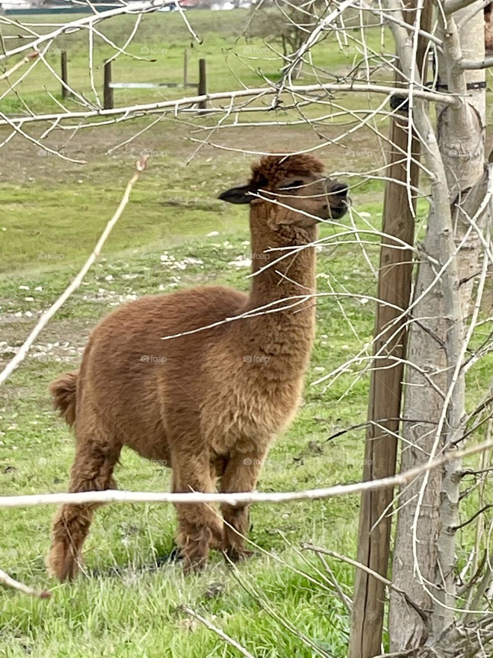 Alpaca 1