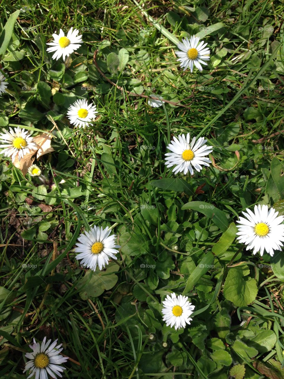 Spring daisy grass and camomile daisies 
