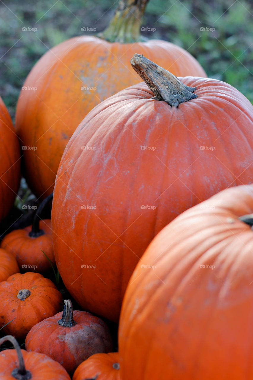 It's a pumpkin season