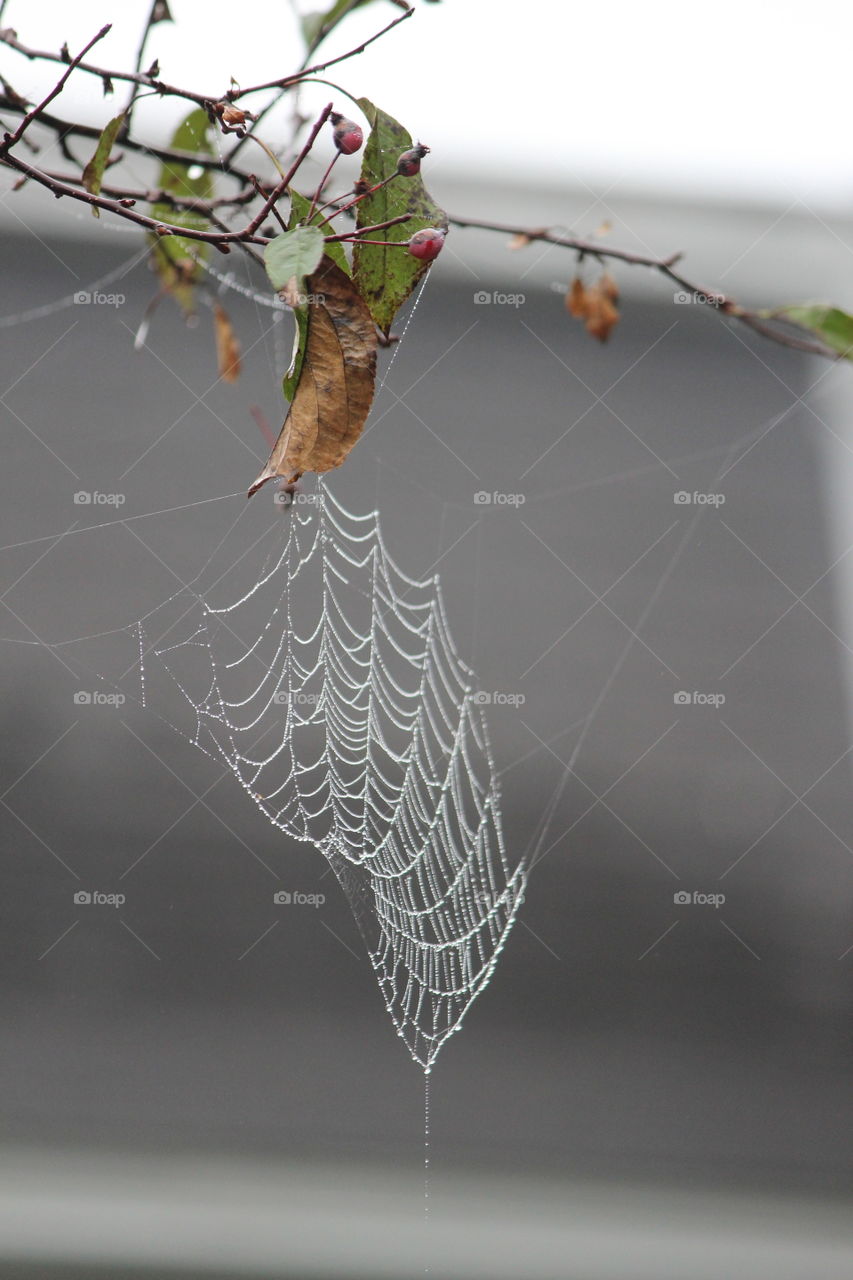 spider web