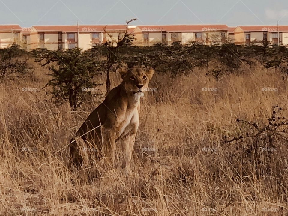 Lioness in Nairobi 
