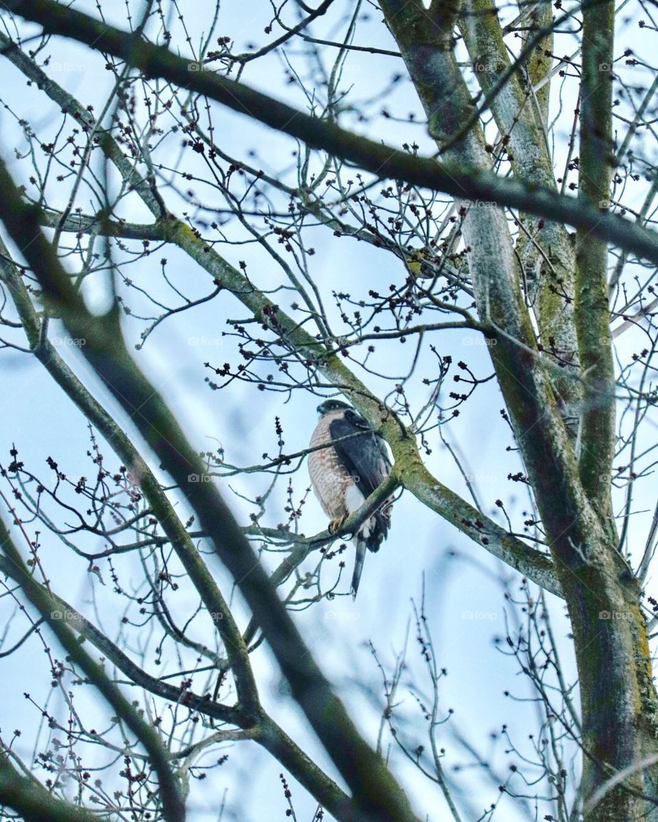 Hawk in tree