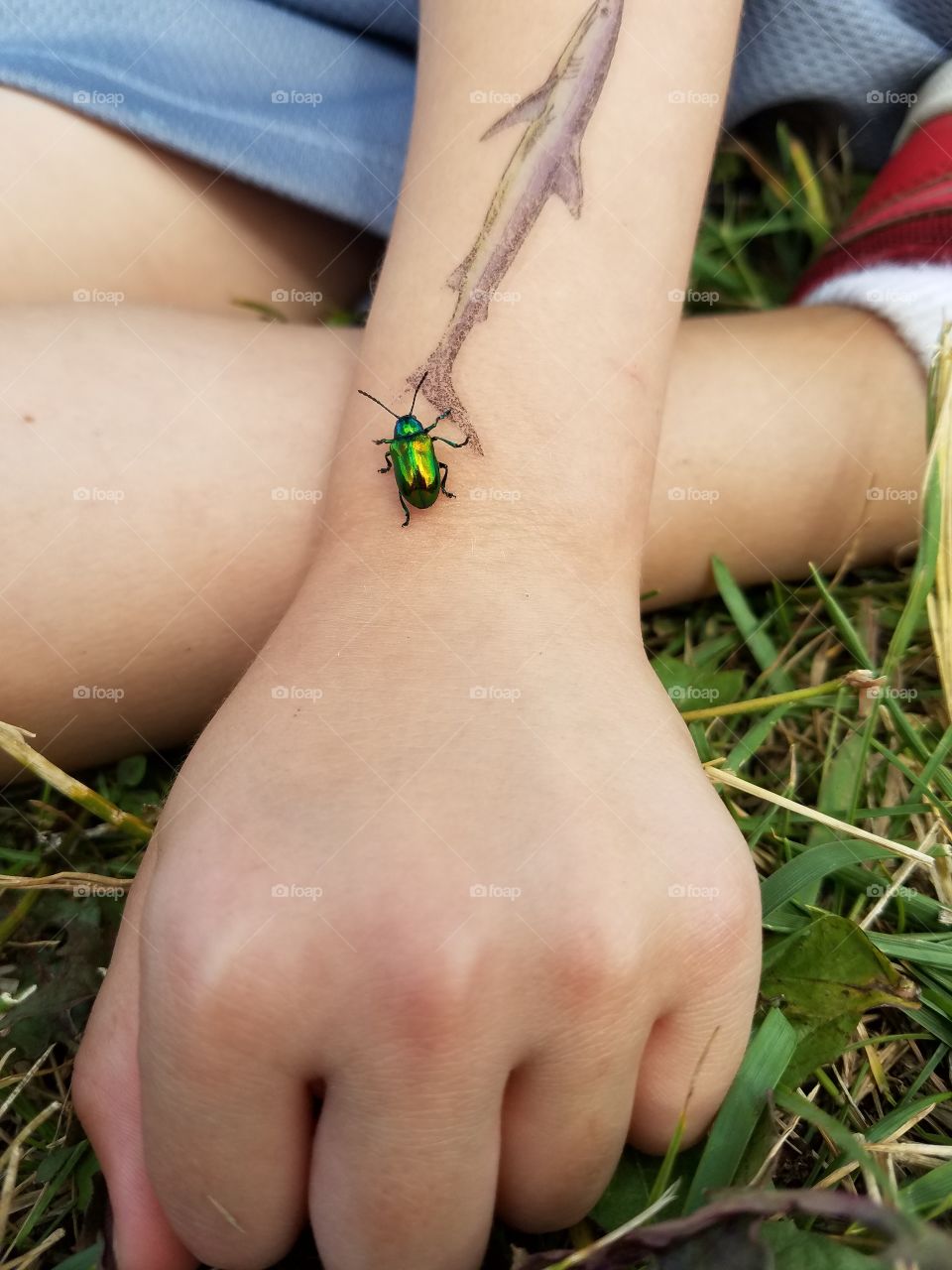 Beetle on child's hand