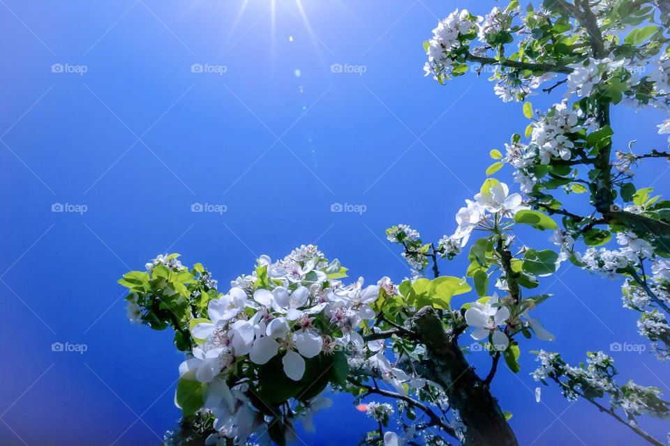 Blooming fruit tree against blue sky