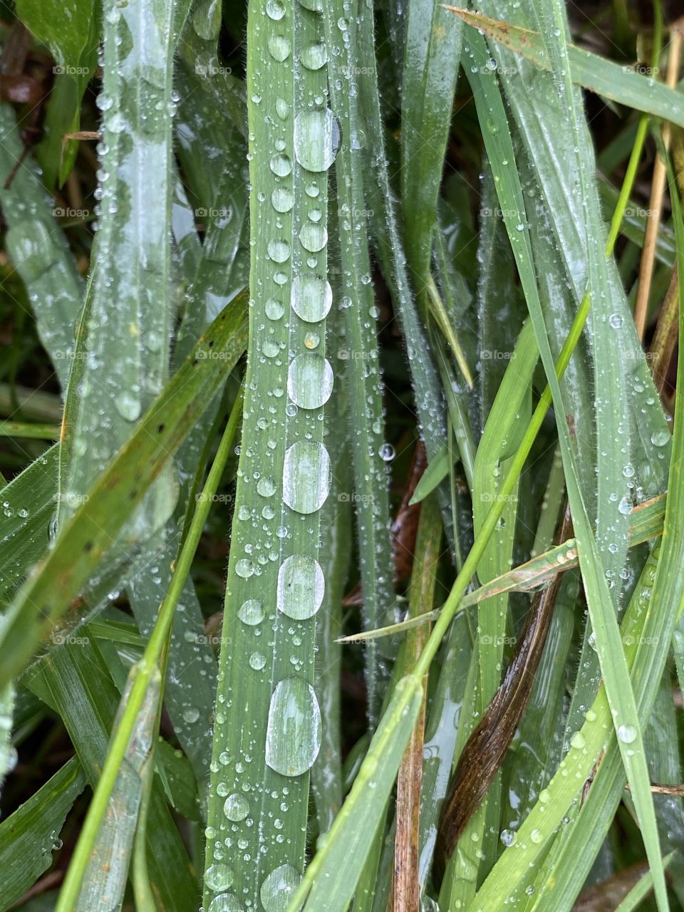 Waterdrops 