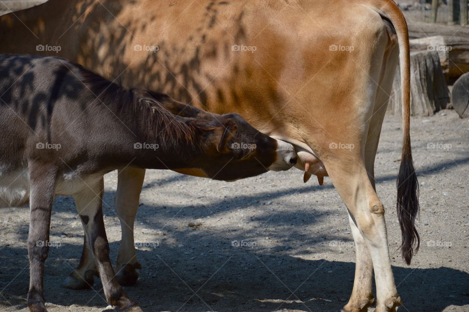 Cow feeding her calf