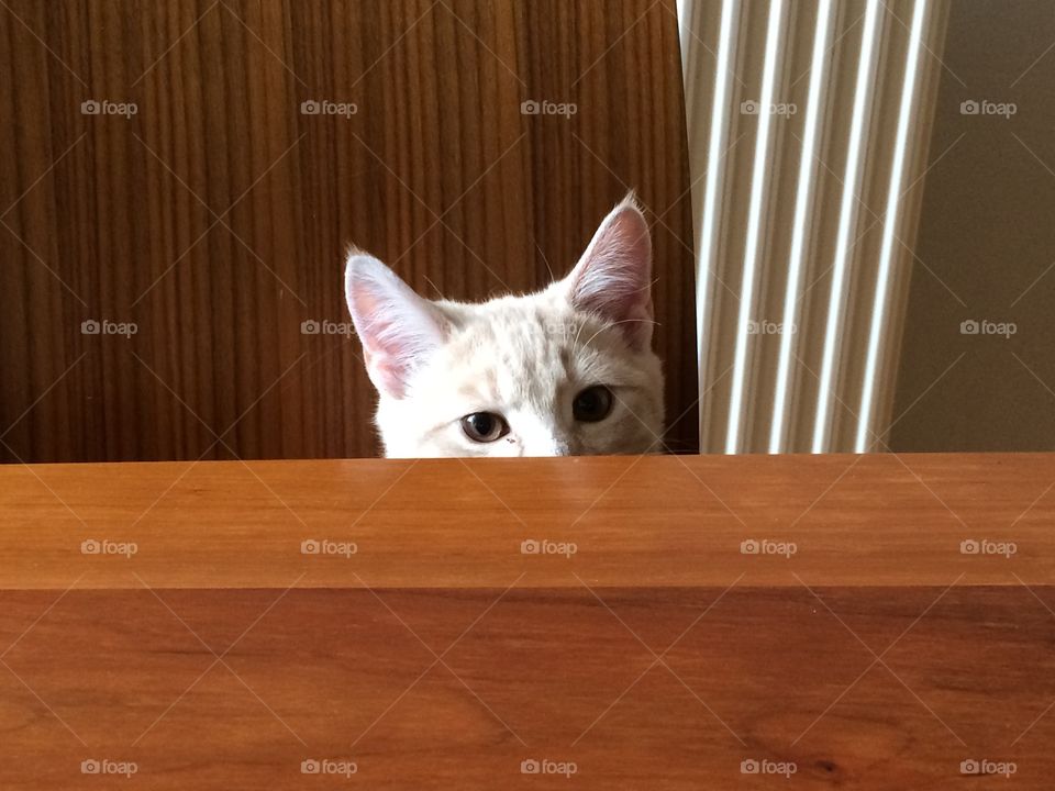Cat hiding behind the table 