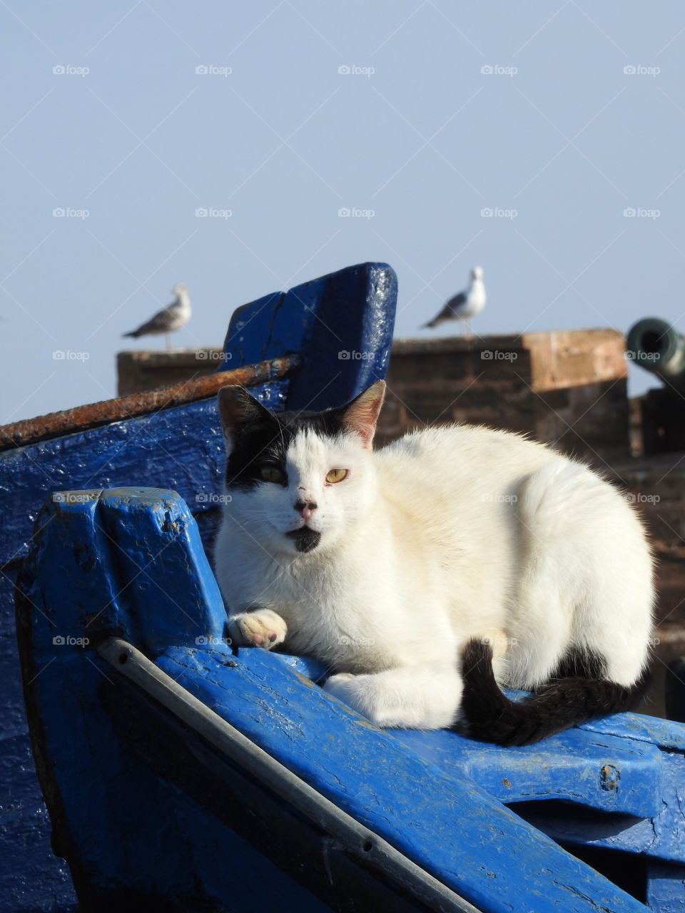 Cat lying in blue boat