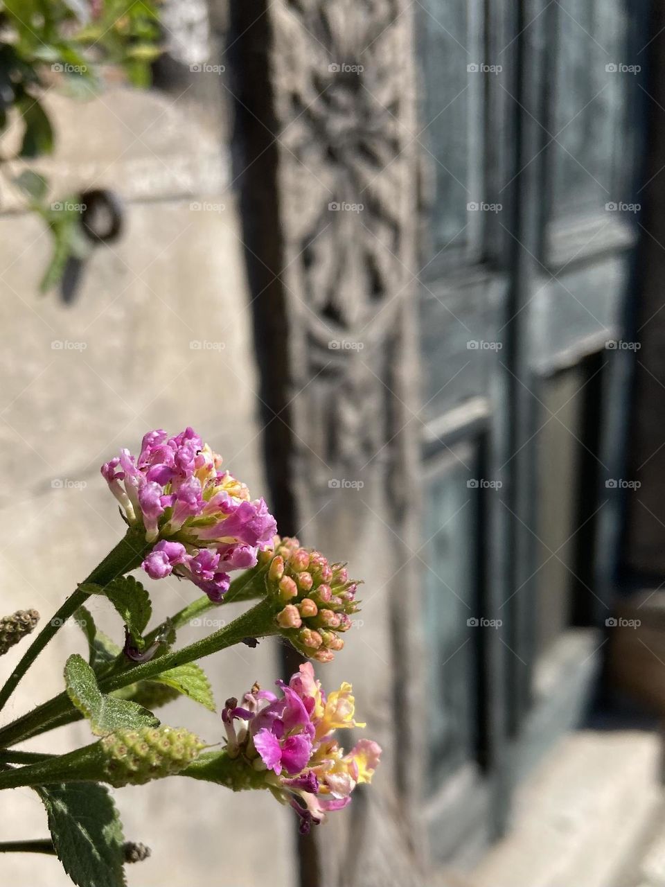 Purple and yellow wildflowers blooming in the Spring near an old stone church in Dubrovnik, Croatia.