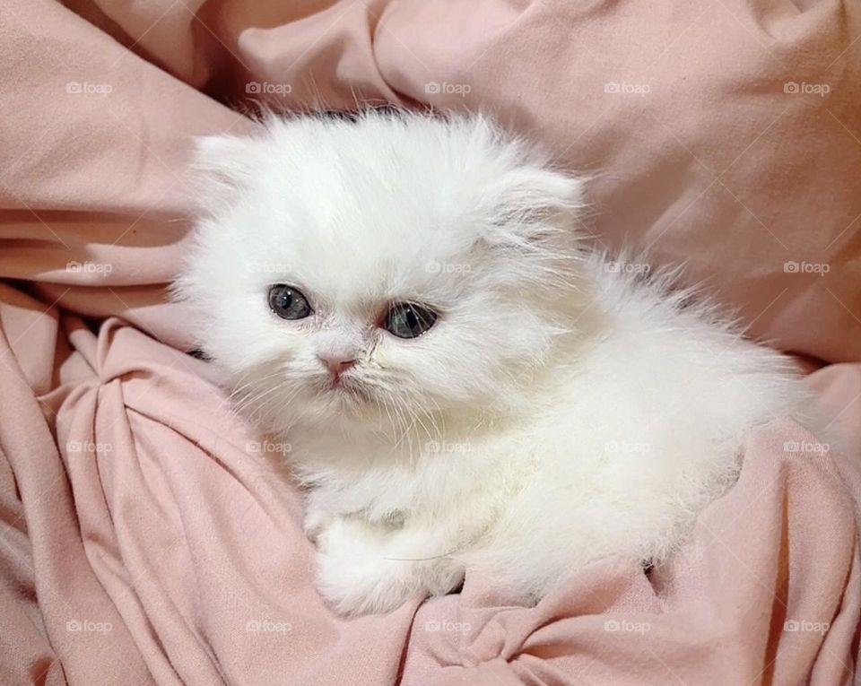 Anyone can take nice photos, and smartphones have made it that much easier. Smartphones are great tools for getting a quick snapshot. Smartphones have become my main cameras.