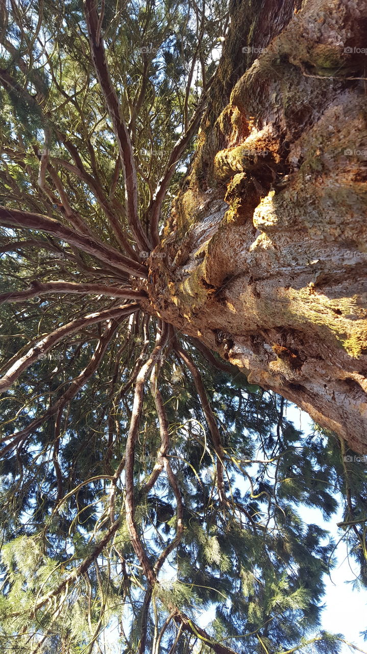 giant redwood