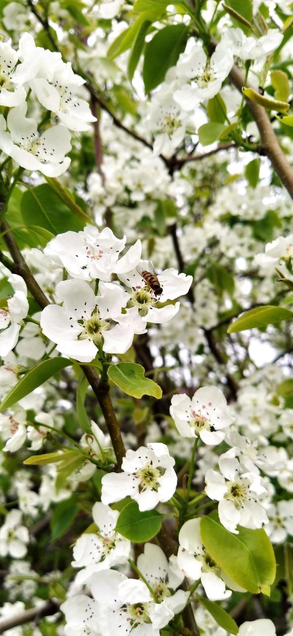 Spring Mood