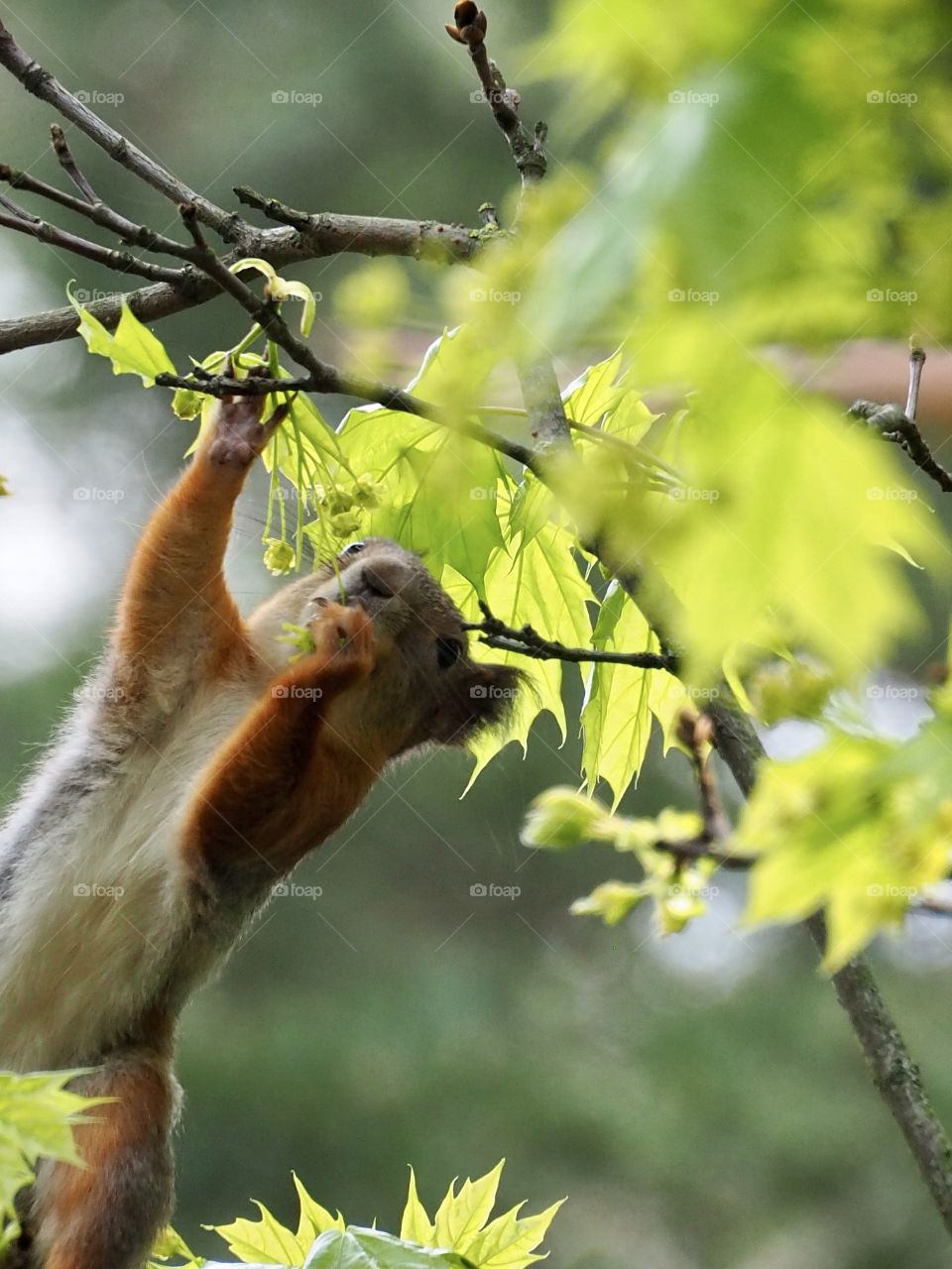 Squirrel in the forest