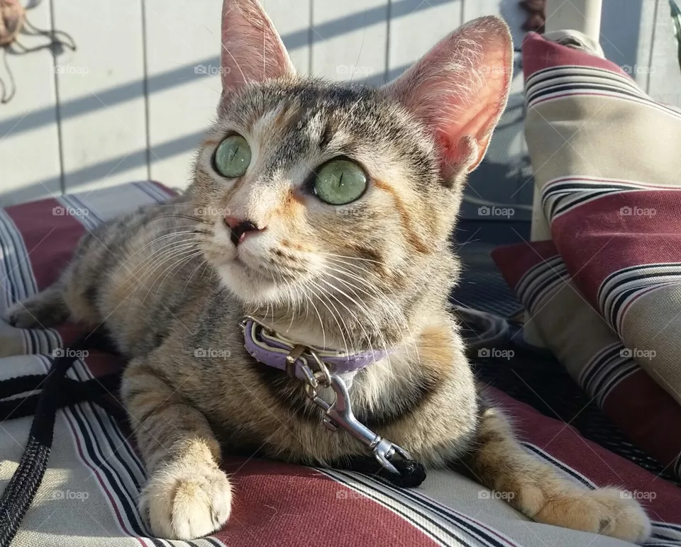tabby