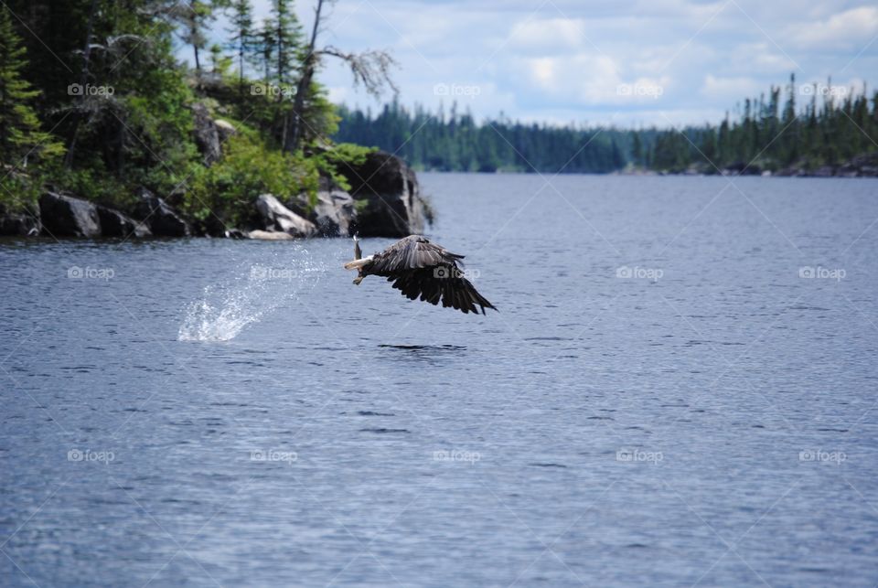 Water spray behind a bald eagle that dipped his talons in the water to catch a meal