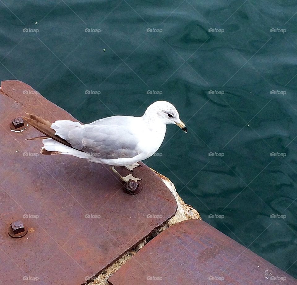 Seabird in waterfront 