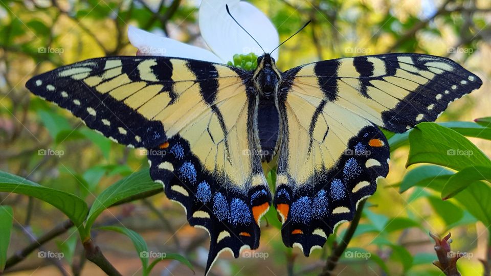 Close-up of butterfly