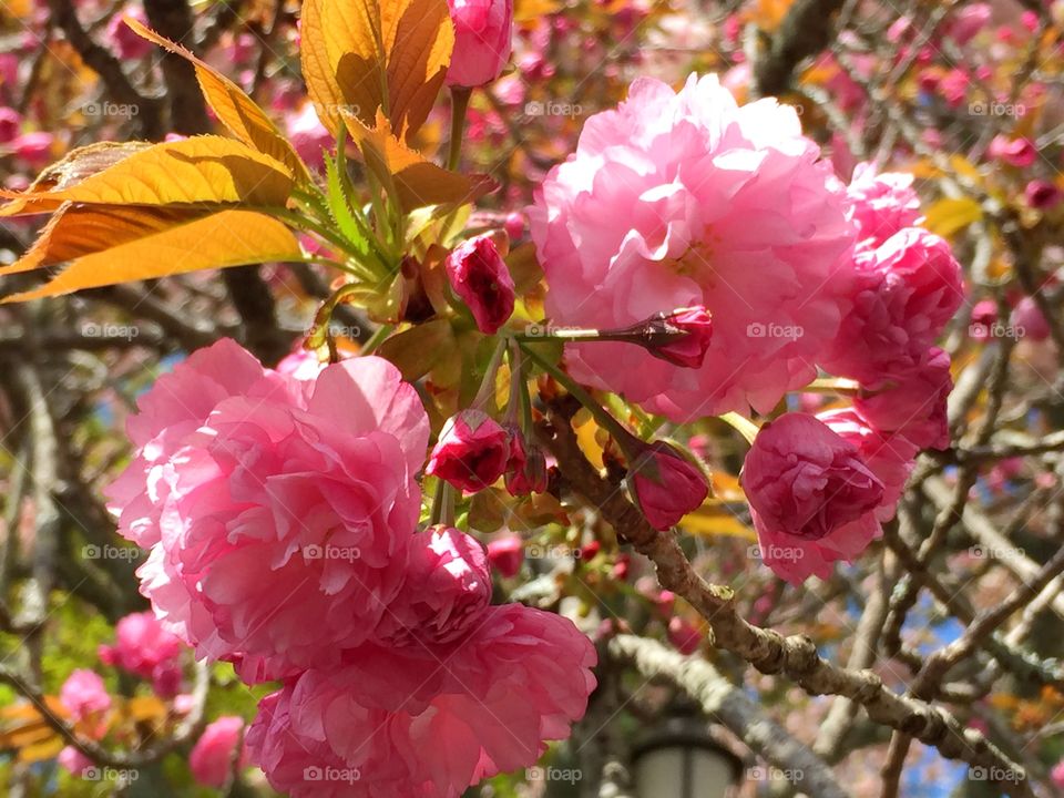 Spring flowers 