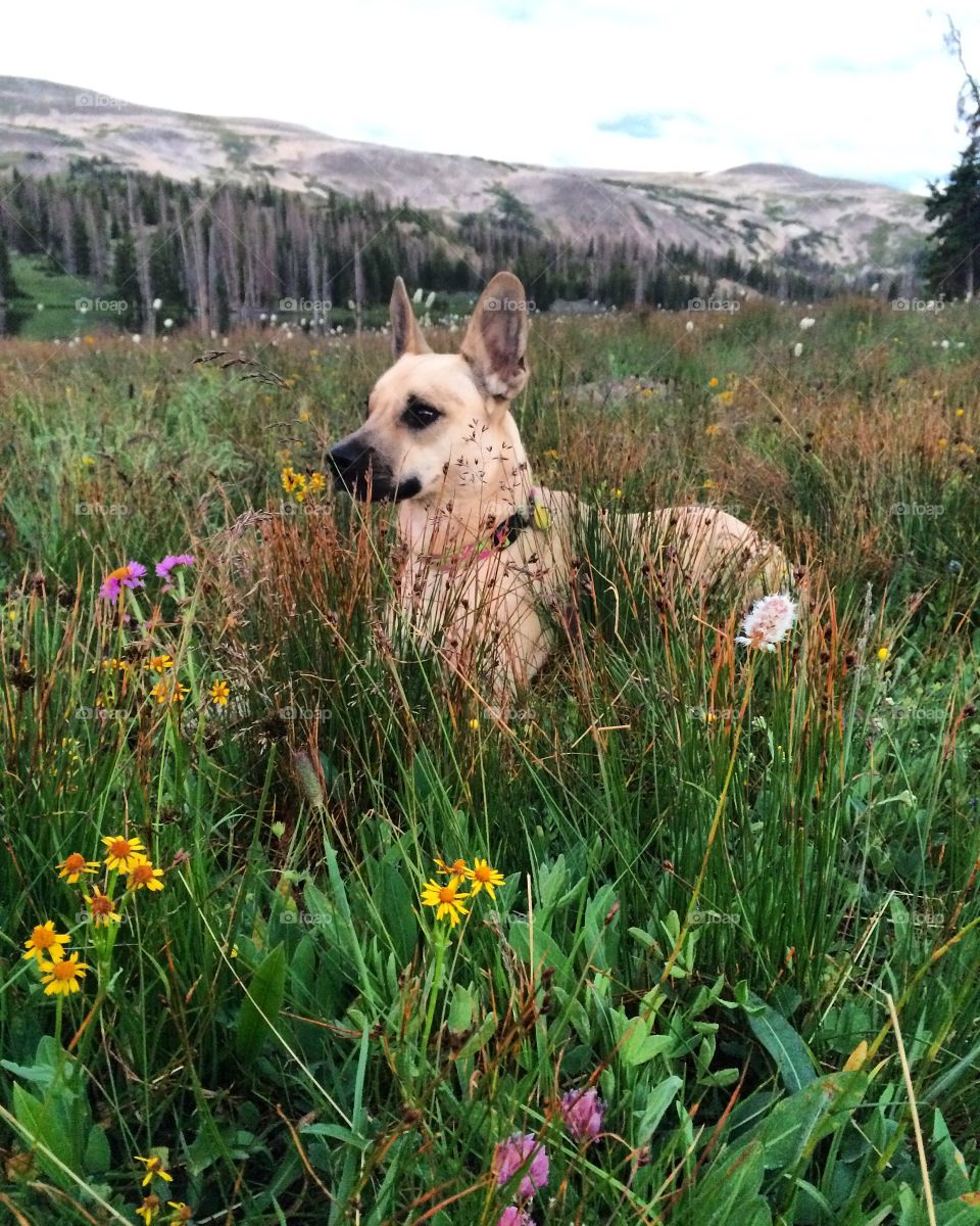 Puppy in the wildflowers