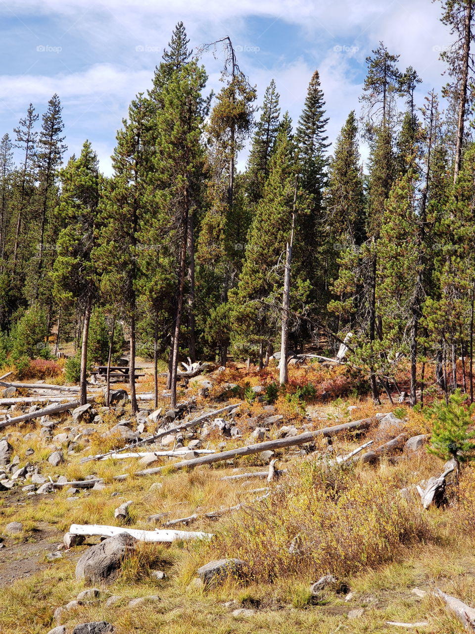 Brilliant fall colors of a landscape on the shores of Elk Lake in Oregon’s Cascade Mountains