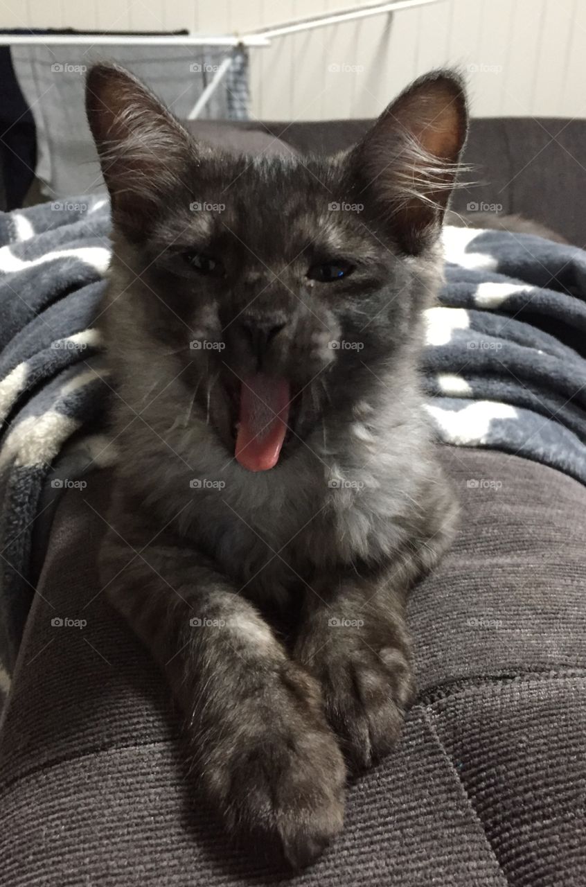 Get a matching Cat and you too can bring your home to life with roaring decor like this