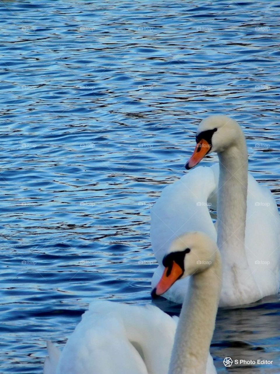 Swans at the morning