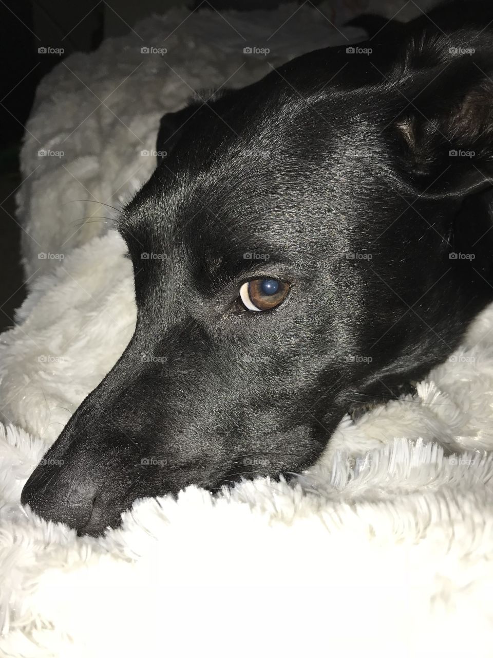 Black dog on a white faux fur blanket with a pensive look