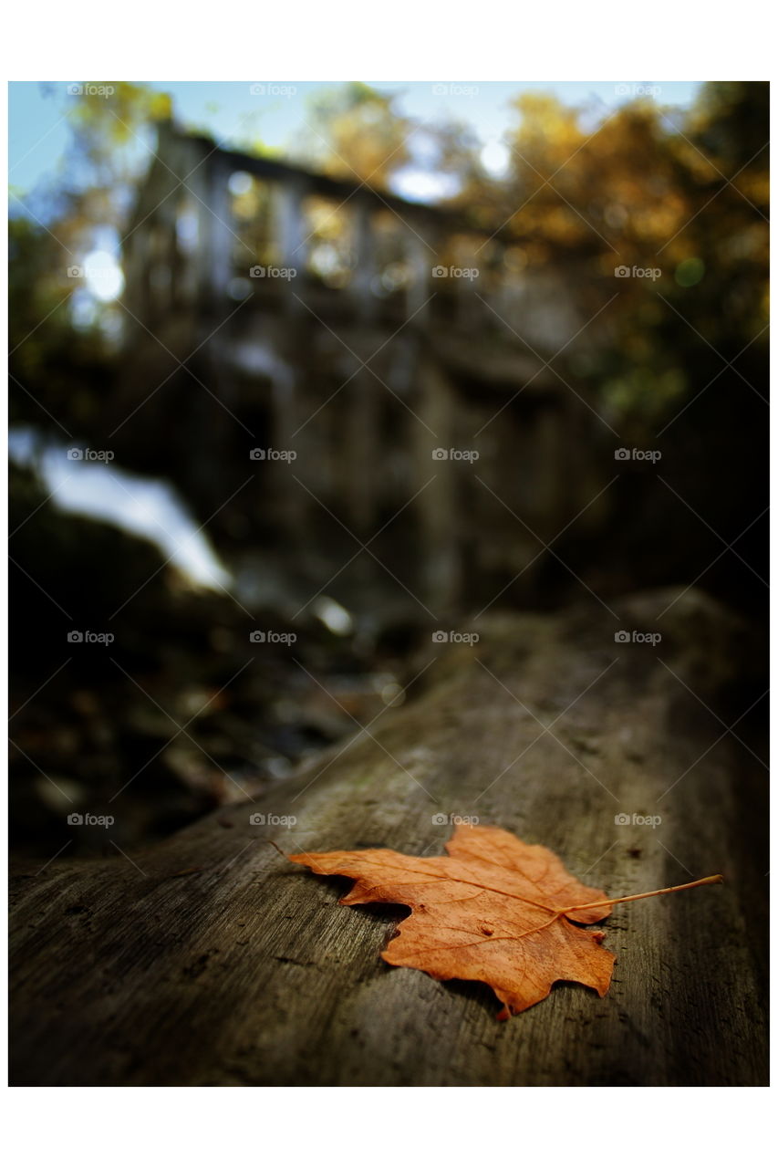 Lonely leaf on a trunk near rapids