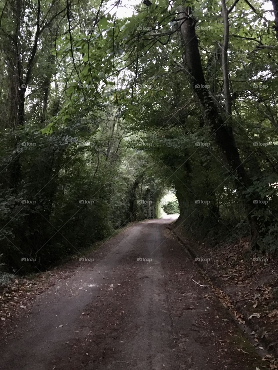 Old road under the trees