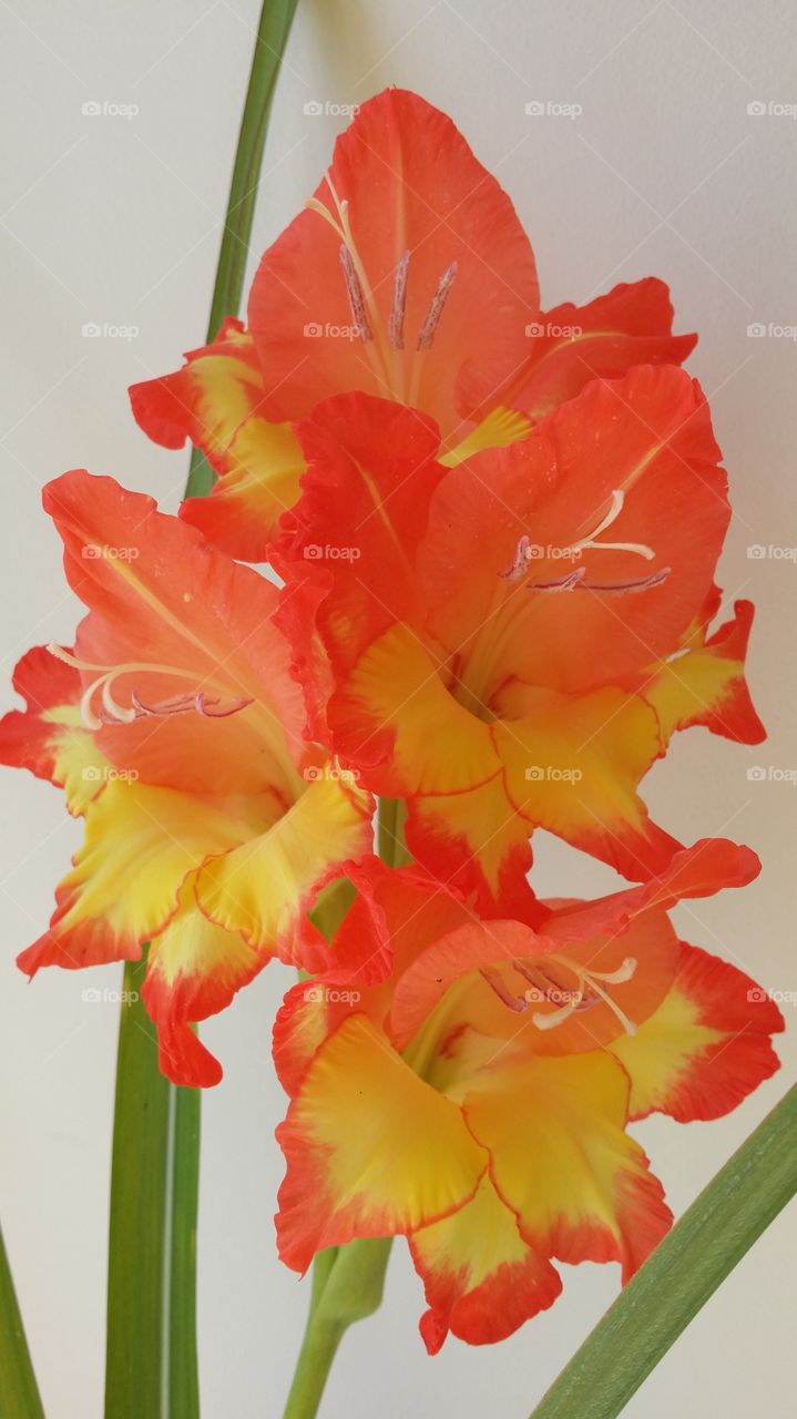 flame gladiolla