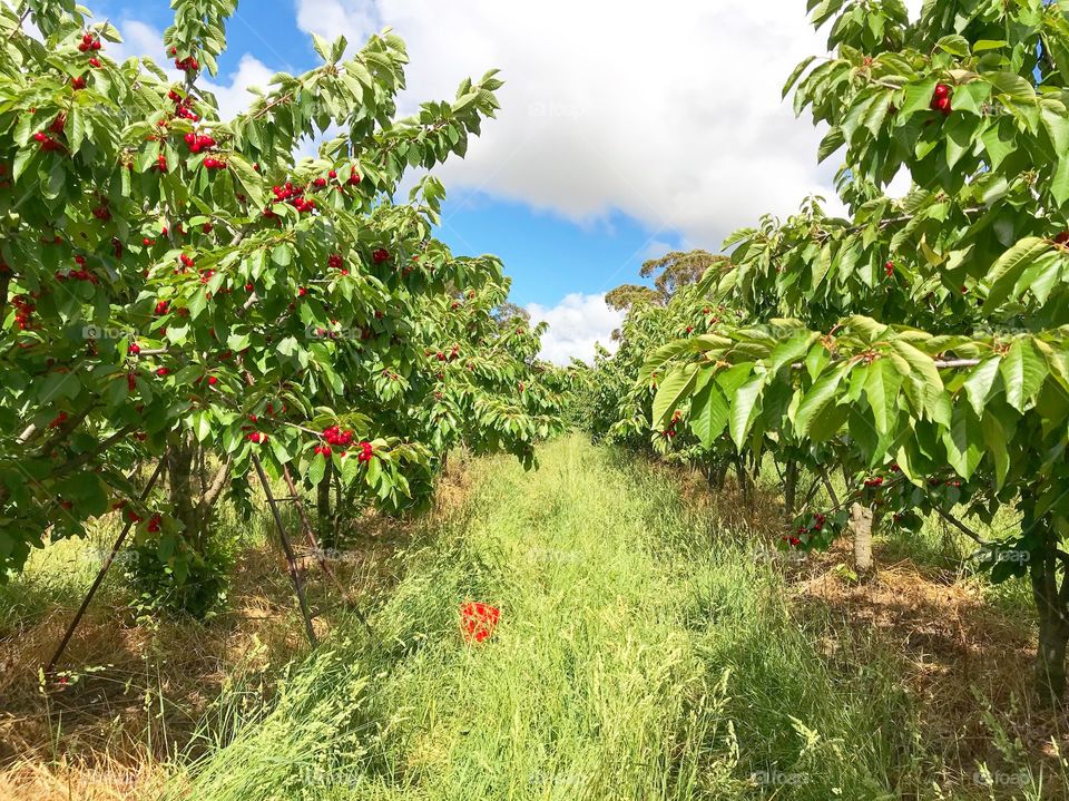 Cherry orchard, NSW