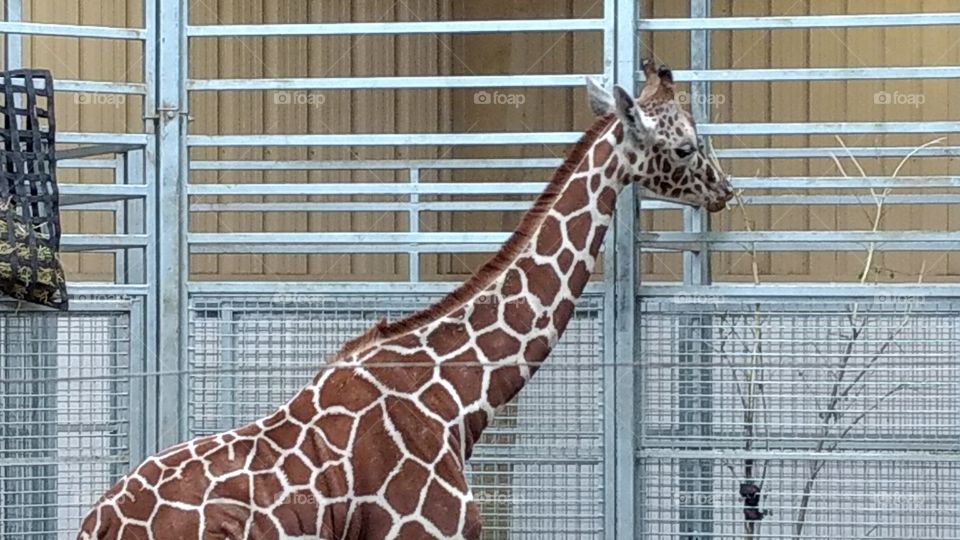 giraffe at a zoo