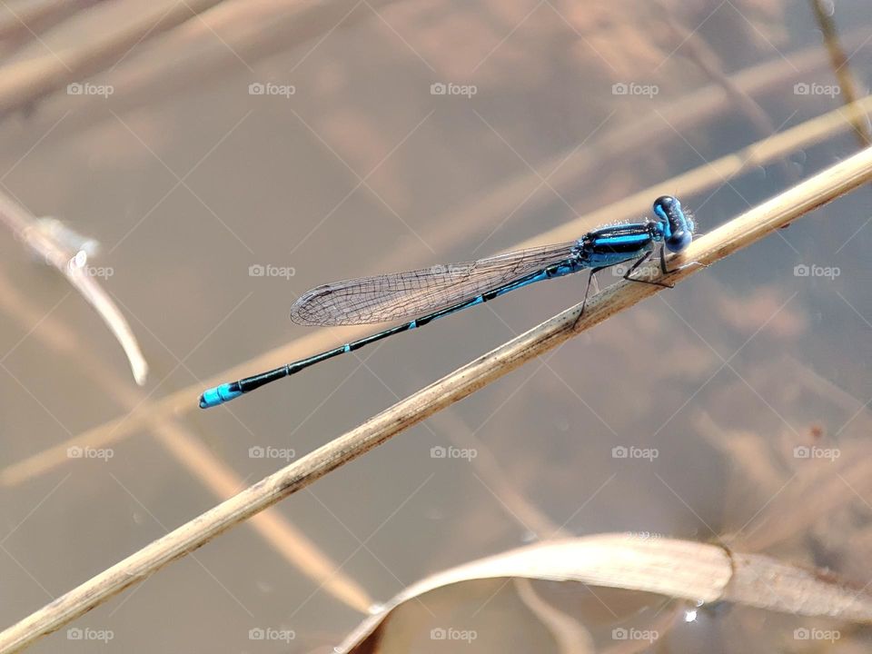 Blue Dragonfly on the river