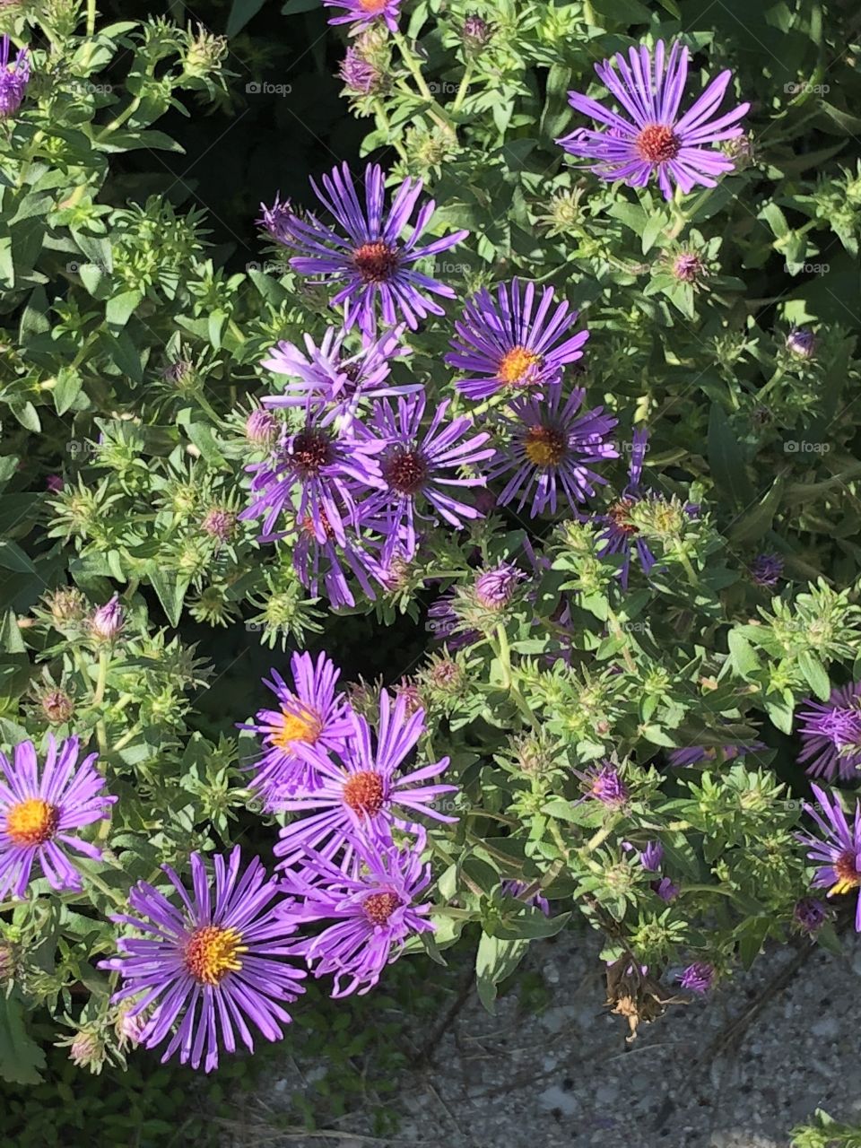 Asters 🌸