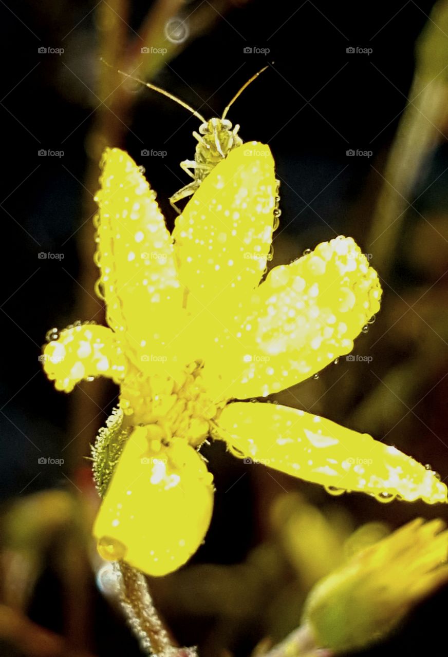 Nature, No Person, Leaf, Flower, Outdoors