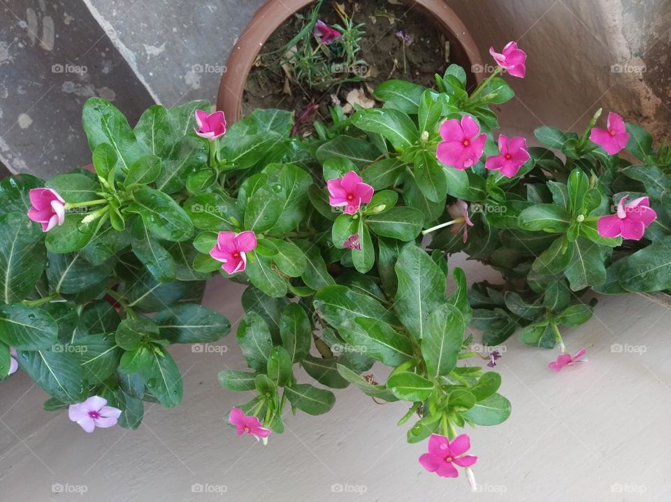 periwinkle pink flower fresh seasonal looking very beautiful generally found everywhere fresh seasonal