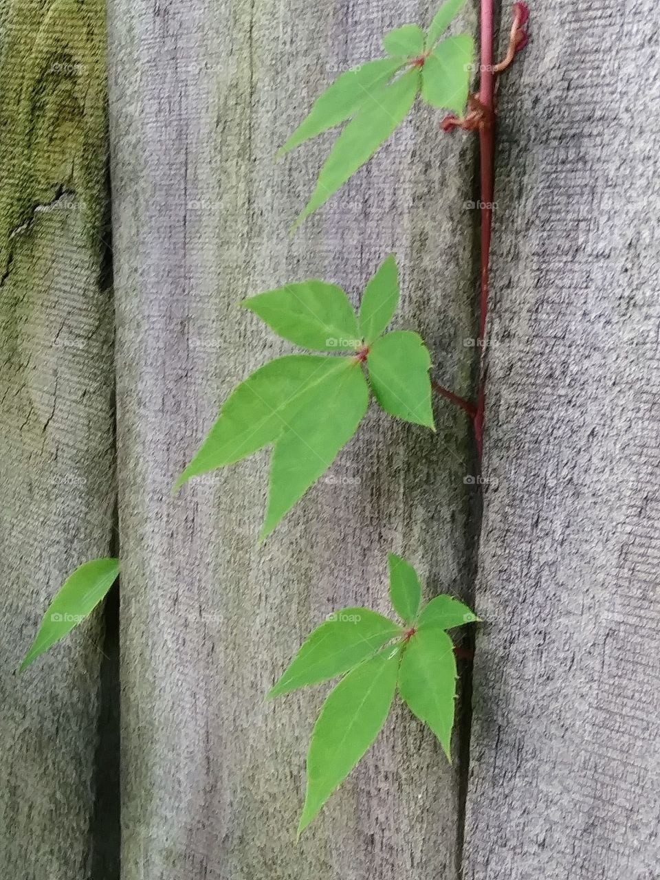 leaves of a vine