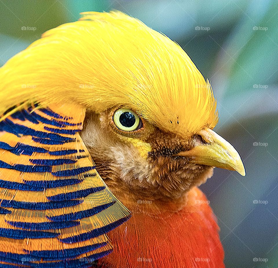 Golden Pheasant closeup of head and neck 