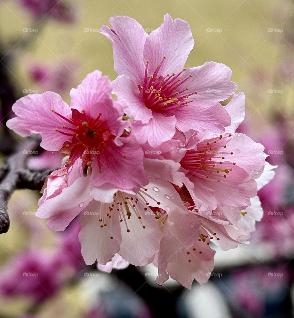 Cherry Blossom 