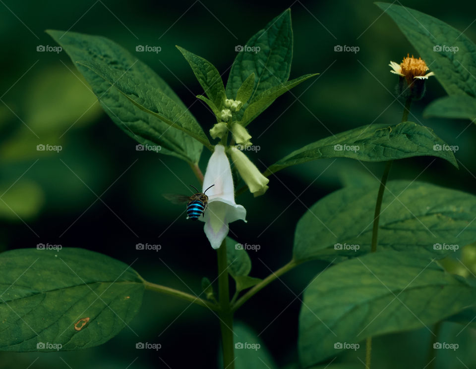 White flower  - bee  about to enter