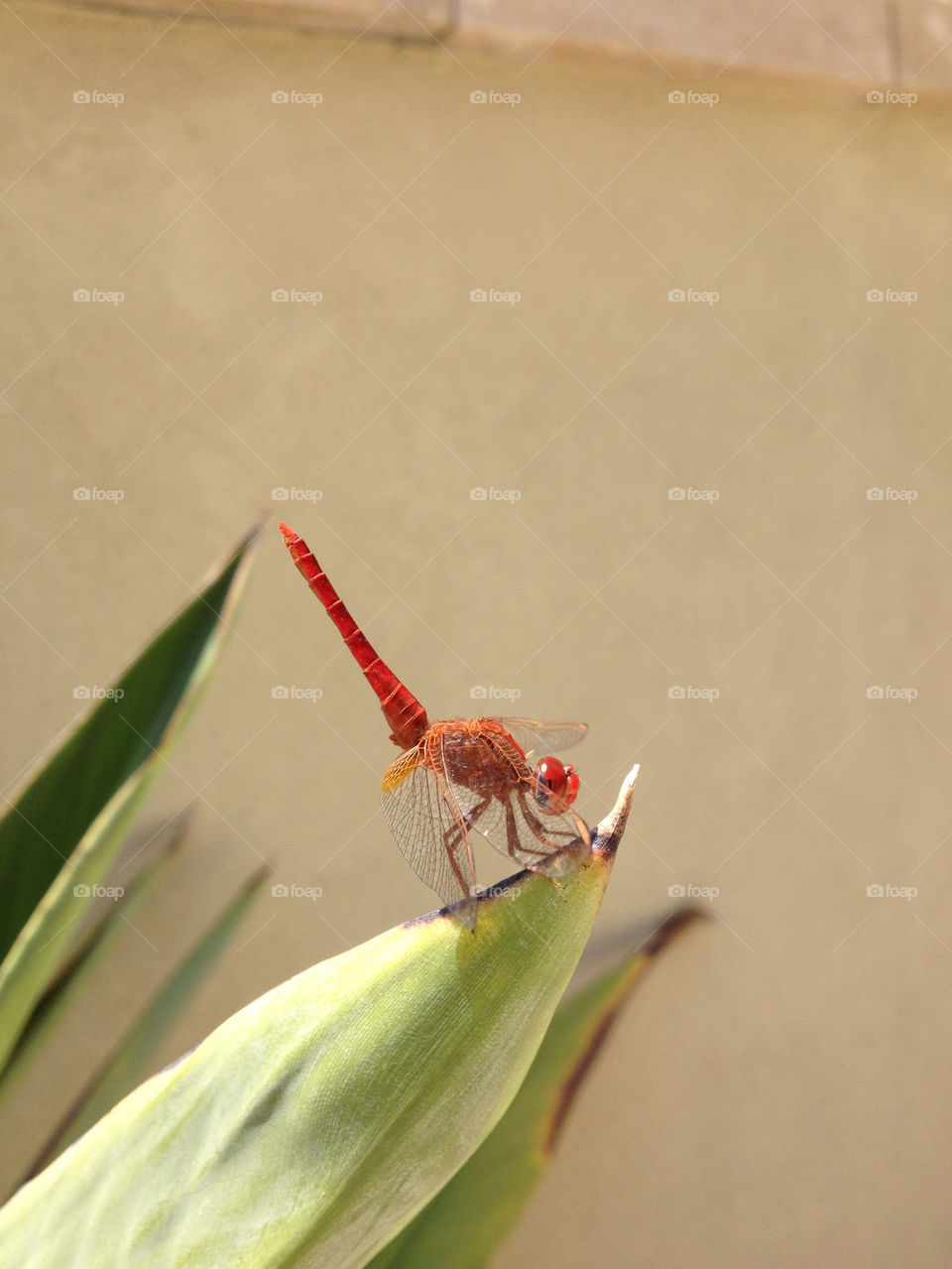 macro red fly beautiful by kobire