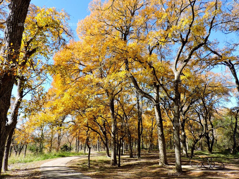 Fall foliage 