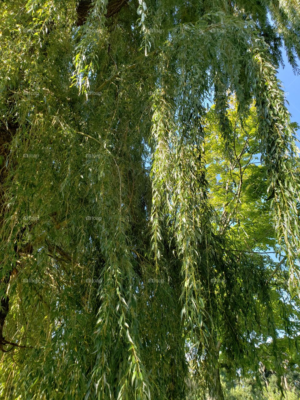 weeping willow on a sunny day